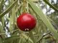 Santalum acuminatum fruit