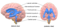 Illustration of brain ventricles