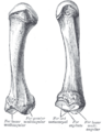 Bones of the left hand. Dorsal surface.