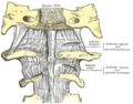 Anterior longitudinal ligament