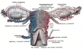 Ovary