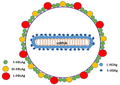 Hepatitis D Virion