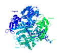 Illustration of DNA Polymerase II