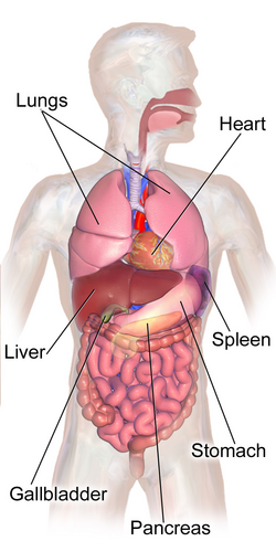 Abdominal Organs Anatomy