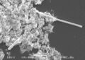 FtsZ filamentation in bacterial cells