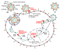 Diagram of HIV drug classes