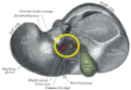 Hilum of the liver
