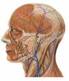 Cervical branch of the facial nerve