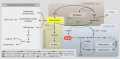 MTHFR metabolism pathway
