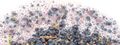 Ethanol fermentation