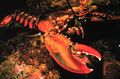 American lobster