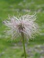 Pulsatilla alpina fruit