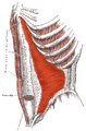 Transversus abdominis muscle