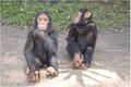 Chimpanzee in Central African Republic