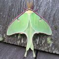 Luna moth male