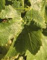 Chardonnay leaf with naked vein highlighted
