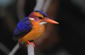 Speciation
