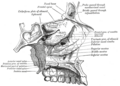 Incisive canals