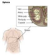 Spleen