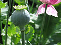 Natural_product