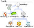 Thumbnail for version as of 03:21, 5 June 2026