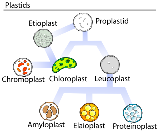 File:Plastids types.svg