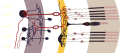Retina diagram