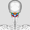 Position of suboccipital muscles. Animation.