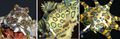 Blue-ringed octopus