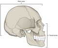 Parts of skull