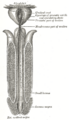 Urethral crest