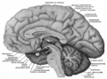 Gray's Anatomy Diagram