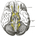 Diagram of the human brain showing the diagonal band of Broca