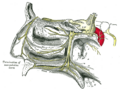 Incisive canals