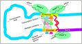 Gene expression