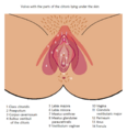 Vulva and Clitoris