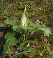 Arum maculatum in bloom