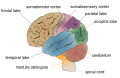 Diagram of the lobes of the cerebrum