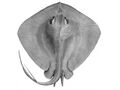 Dasyatis brevicaudata