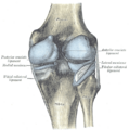 Lateral meniscus