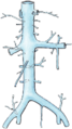 Illustration of the inferior vena cava