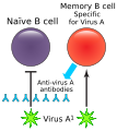 Memory B cell