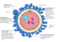 Diagram of an ovum