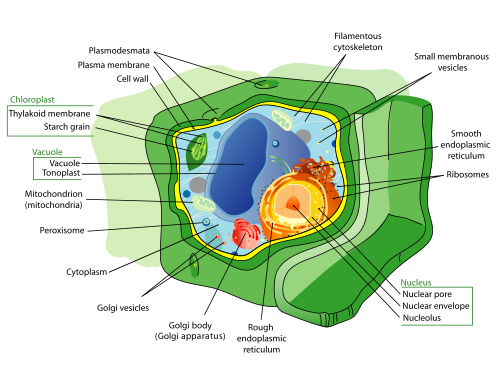 Plant_cell_structure-en