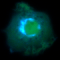 ADP ribosylation factor localization in the Golgi apparatus of a living macrophage