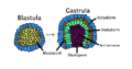 Gastrulation