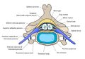 Spinal nerve