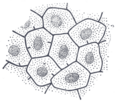 Gray's Anatomy illustration of bile canaliculi