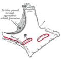 Zygomatic arch