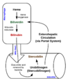 Heme Breakdown